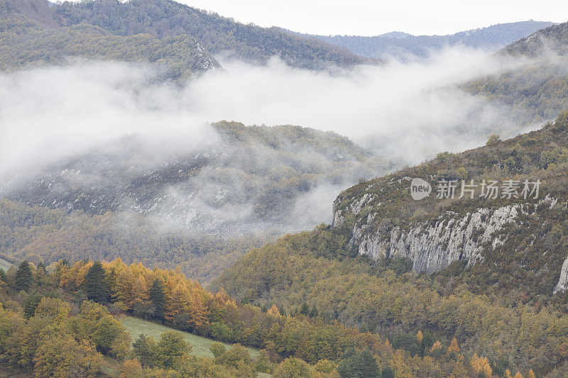 Irati forest，潘普洛纳，纳瓦拉，西班牙。